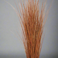 Onion Grass Bush 35”