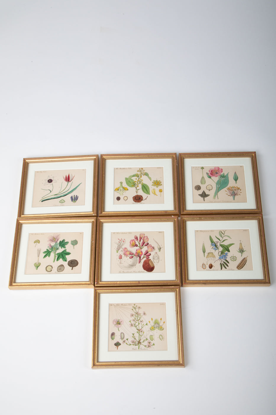 Hand Colored Engravings Set of 7